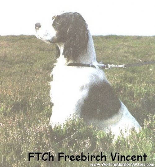 Ft Ch Freebirch Vincent